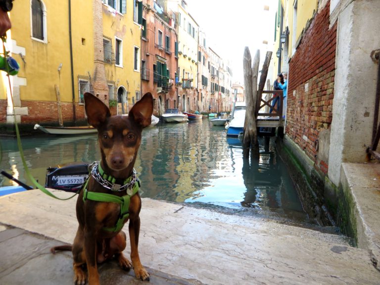 Sebastian the RV adventure dog discovering Venice