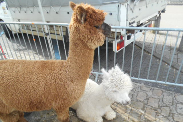 A mother and her baby alpaca were the star attraction of the childrens zoo at the Tonnerre Wine Festival which takes place each Easter