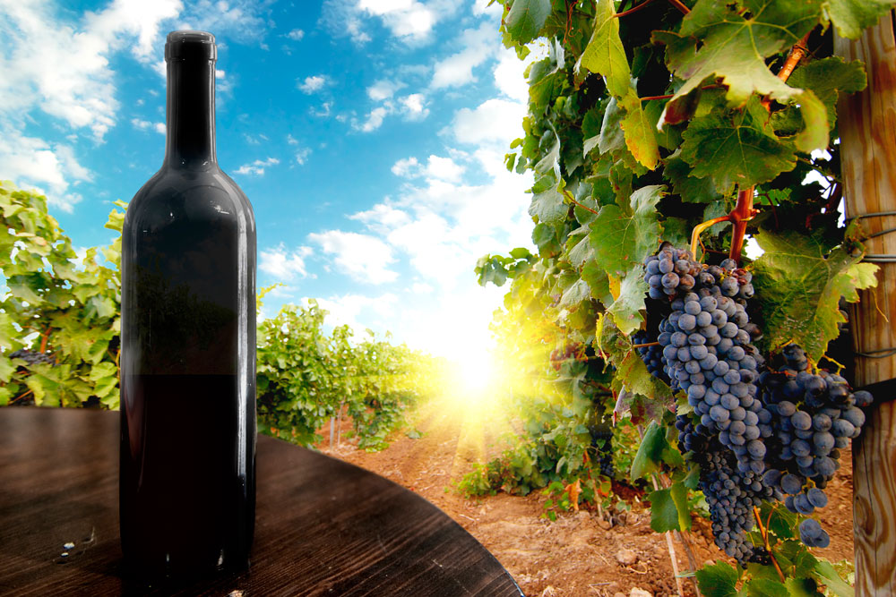 The 2019 Tour de France takes in several wine regions from Champagne to the Languedoc so you can see Le Tour and enjoy some wine tourism at the same time